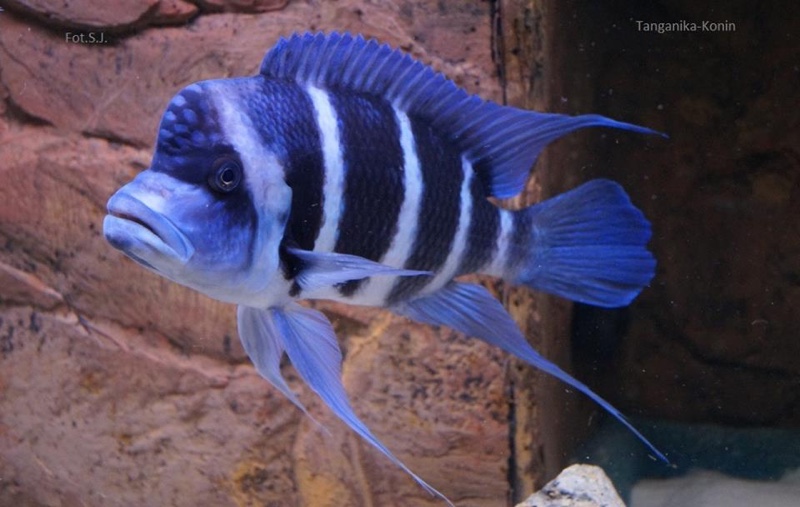 Cyphotilapia gibberosa 'Mtoto'